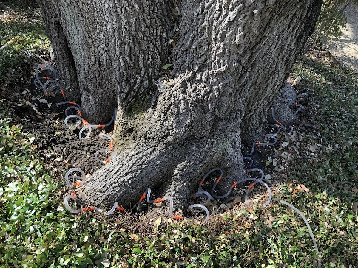 Detailed Tree Cabling and Bracing job site in Mellenville