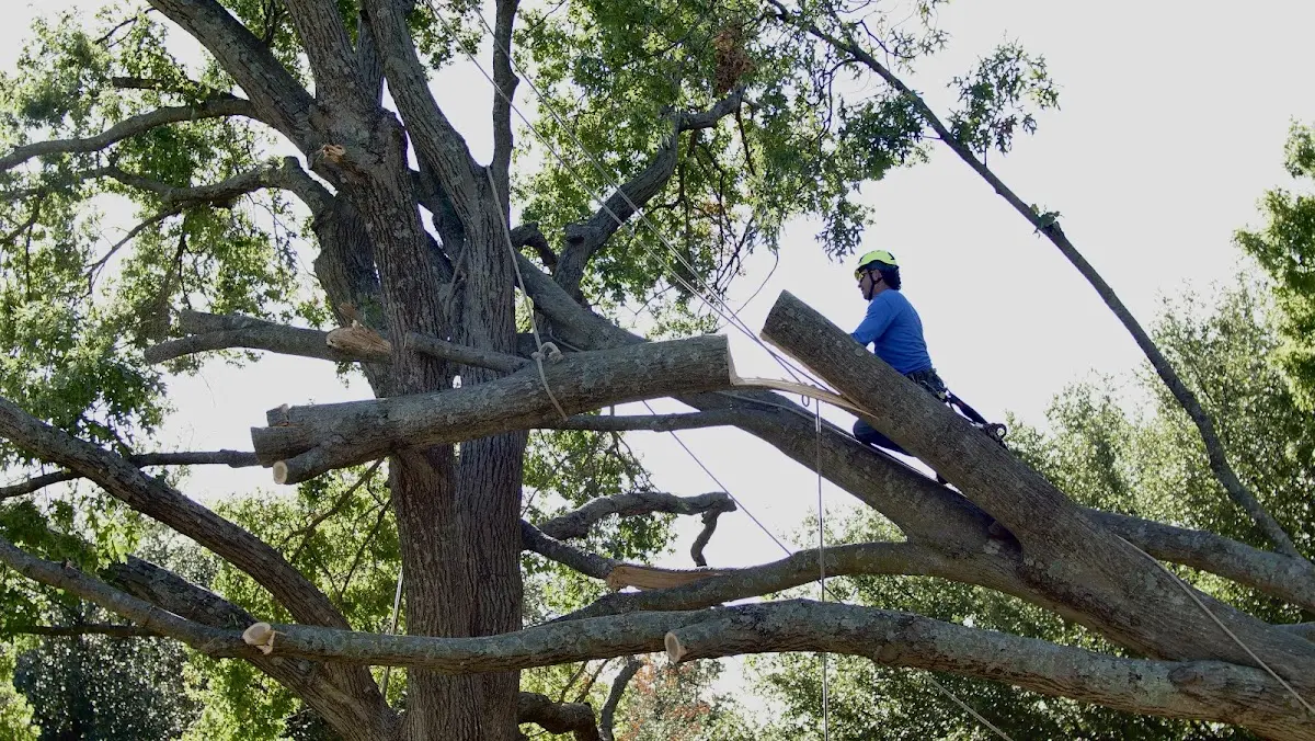 Professional Crown Thinning performed by certified arborists in Mellenville